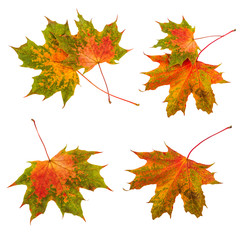 Autumn leaves set collection. Maple leaves isolated on white background.