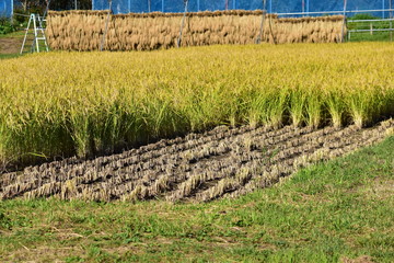 Fototapeta premium 途中まで刈り取った田んぼ