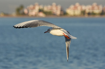 Seagull flying with open wings on blue sea.