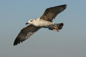  Seagull flying with open wings in blue sky.