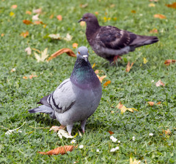 Two pigeon bird on grass