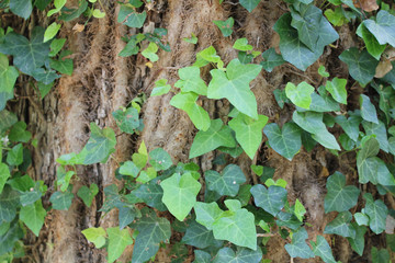 Ivy on Tree Bark