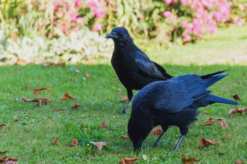 Two Common Ravens (Corvus corax)
