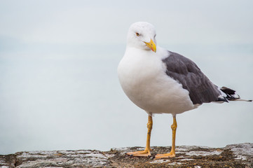 Seagull standing on a stone surface