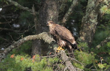 Adolescent Bald Eagle