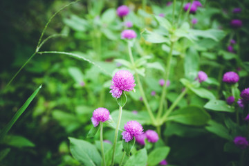 Globe amaranth or Gomphrena globosa flower in the garden