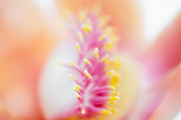Fototapeta na wymiar Closeup Cannonball flower of Cannonball Tree or Sal Tree.