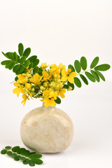 Scrambled eggs, Kalamona (Senna surattensis (Burm.f.) HSIrwin & Barneby) flowers, herbs, Thailand...