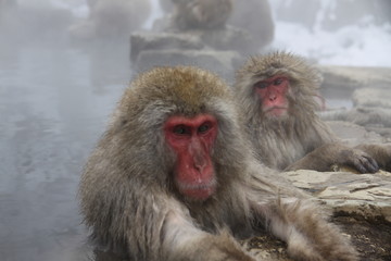 Snow Monkey Park, Japan