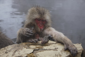 Snow Monkey Park, Japan
