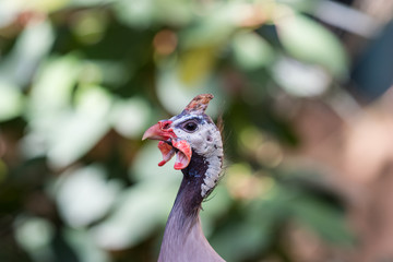 Peacock head close up
