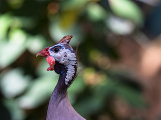 Peacock head shot profile view
