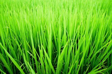 Fototapeta premium Close up of green paddy rice field