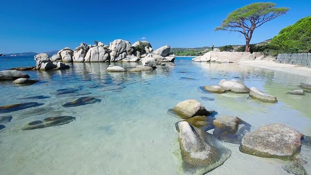 Famous pine tree on Palombaggia beach with azure clear water and sandy beach on the south part of Corsica, France

