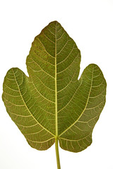 fig tree leaf