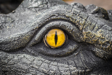 Yellow eyes of crocodiles.