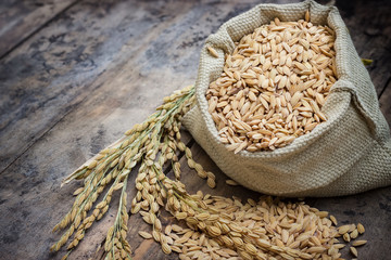 paddy rice with a rice uncooked in a bag with rice pile form the field of farmland on the wooden table background.