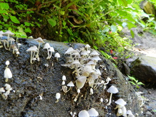 mushrooms