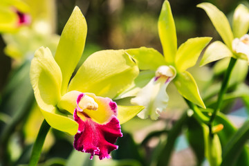 Beautiful Purple orchid flowers