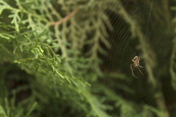 Araña en el centro de su tela-araña esperando su alimento