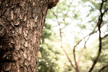 Closeup of tree trunk details with green bokeh background