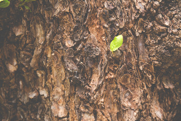 Closeup of tree trunk details with green leaf background