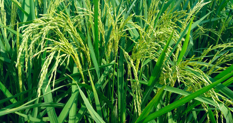 Rice Planf (Oriza Sativa) in Indonesia