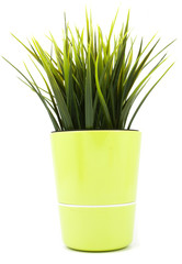 decorative grass in flowerpot isolated