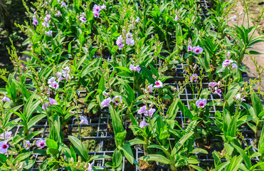 Beautiful Purple orchid flowers