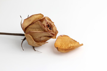dried rose petal on white background