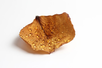 the dried rose petal in a drop of water