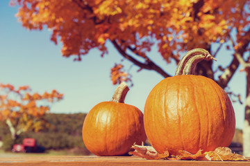 Naklejka na ściany i meble Pumpkins against autumn trees at the farm