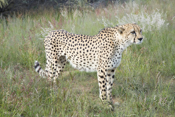 Cheetah, Namibia