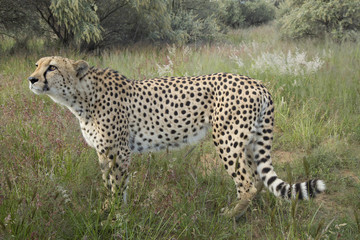 Cheetah, Namibia