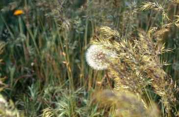 Fototapeta na wymiar One dandelion in a grass in the wood.