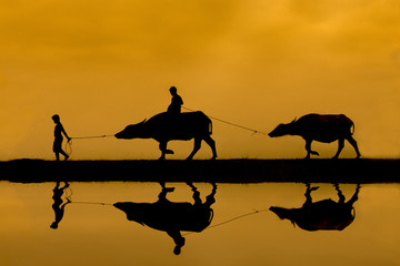 Fototapeta na wymiar Farmer boys and their buffaloes back home in sunset, Phatthalung Province, Thailand
