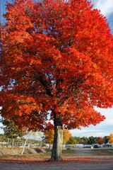 red autumn tree under sunny sky