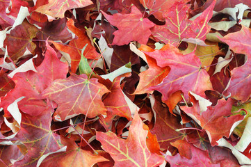 red dry maple leaves background in autumn 