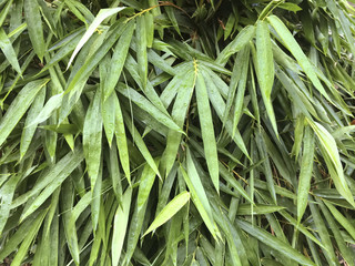 Obraz premium The Bamboo leaves Background.
