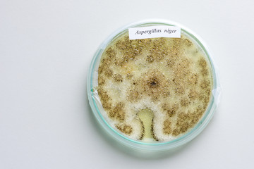 Colony of a mold (Aspergillus niger) on agar plate
