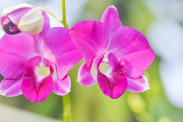  orchid flower in the garden
