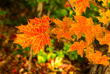 Fototapeta na wymiar Red maple leaves