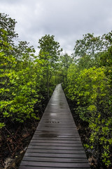 Wooden walkway in mangrove  swamp, Chanthaburi, Thailand.