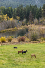 Horses grazing in a green field.