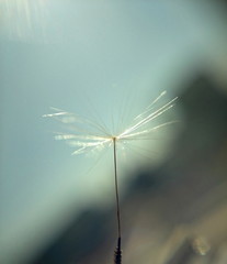 Extreme closeup of dandelion on sky background
