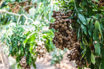 Longan orchards -Tropical fruits longan
