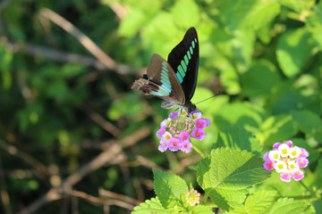 ランタナの花の蜜を吸うアオスジアゲハ