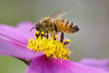 Obraz premium 秋桜と蜜蜂