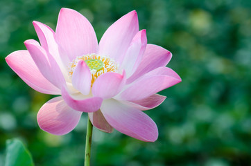 Obraz premium .White lotus bloom in the pond, beautiful mountain views.