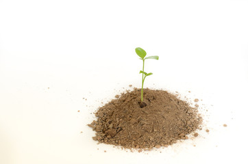 Young green plant isolated on a white background